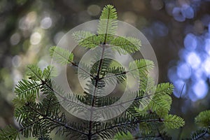 close-up of the abies alba (coniferous) tree. Blurred Background