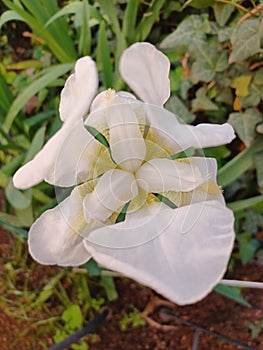 Close-up from above of a florentine iris flower photo