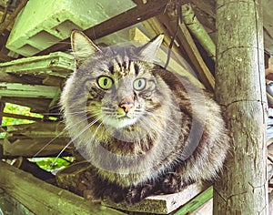 Close up from above of a striped grey and brown tabby cat with green fake grass on the background, looking