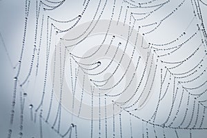 Close up abstract art macro photography of cobweb or spiderweb with rain or dew water drops in the morning fog. Natural abstract