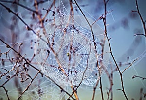 Close up abstract art macro photography of cobweb or spiderweb with rain or dew water drops in the morning fog. Natural abstract