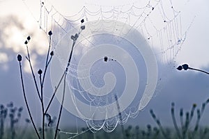 Close up abstract art macro photography of cobweb or spiderweb with rain or dew water drops in the morning fog. Natural abstract