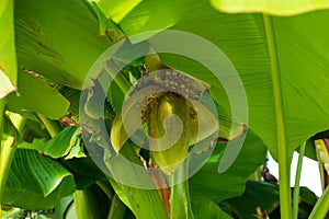 big blossom on a banana tree background outdoor in bavaria