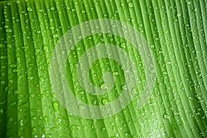 Close-up abstract of banana leaf and drop rain water nature background