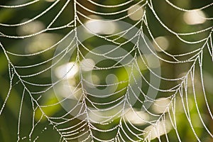 Close-up abstract dew covered cobwebs at dawn