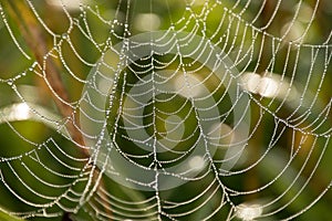 Close-up abstract dew covered cobwebs at dawn