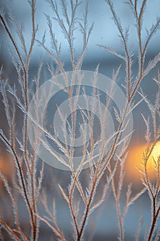 A close-up of abstract frost patterns on a window, resembling a forest of bare branches
