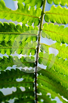 Close up of abstract green leaf background texture