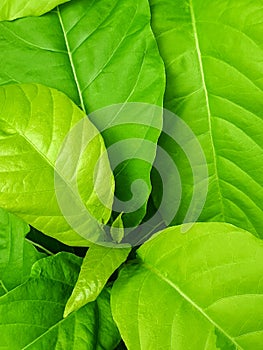 Close up of abstract green leaf background texture