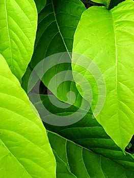 Close up of abstract green leaf background texture