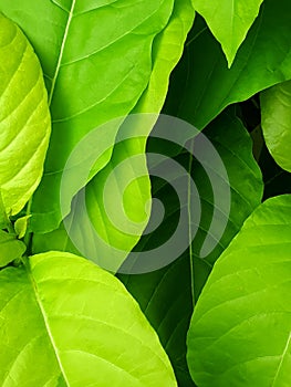 Close up of abstract green leaf background texture