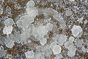 Close-up of abstract rock surface with lichen.
