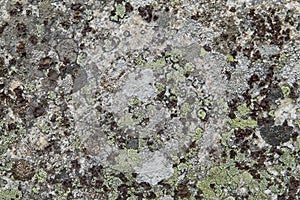 Close-up of abstract rock surface with lichen.