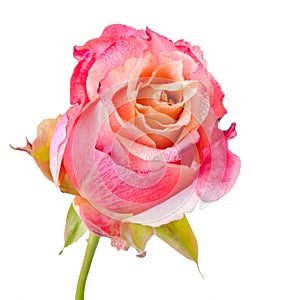 Close up of abstract romantic beautiful pink and orange rose flo