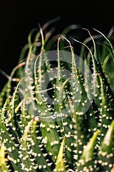 Close up abstract of spiky leaves of a green succulent indoor pl