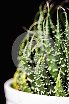 Close up abstract of spiky leaves of a green succulent indoor pl