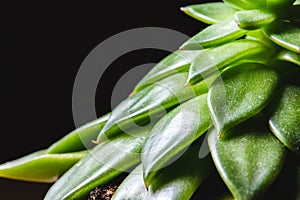 Close up abstract of spiky leaves of a green succulent indoor pl