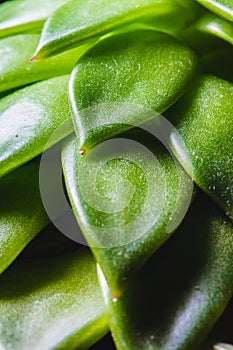 Close up abstract of spiky leaves of a green succulent indoor pl