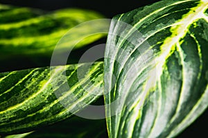 Close up abstract of stripey leaves of an indoor plant