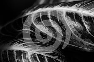 Close up abstract of stripey leaves of an indoor plant