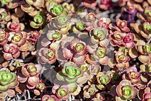 Close up abstract texture background of rose pink and green sedum plants