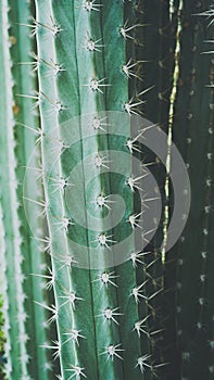 Close up abstract texture of cactus background.