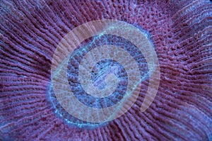 Trachyphyllia brain coral