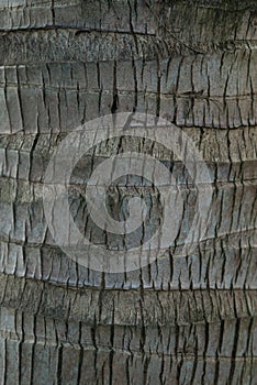 Close up abstract tree bark texture background