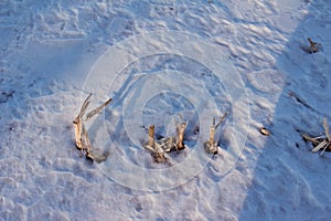 Close up abstract view of harvested corn rows in a farm field covered in snow