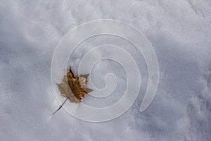 Close up abstract view of a single dried maple leaf on a blanket of snow