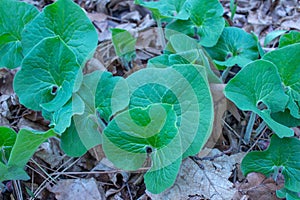 Close up abstract view of uncultivated wild ginger plant leaves