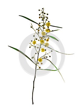 Close up of Acacia saligna