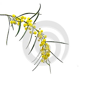 Close up of Acacia saligna