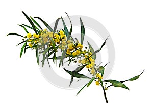 Close up of Acacia saligna