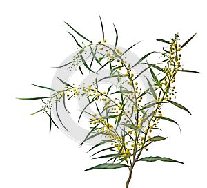 Acacia saligna