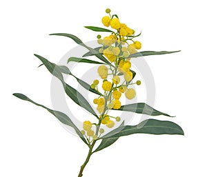 Acacia saligna