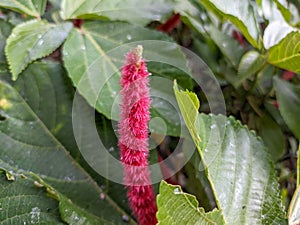 A close up of Acalypha hispida or the chenille plant flower