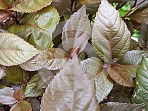 A close up of Acalypha wilkesina