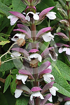 Close up of an acanthus hungaricus or bears breeches growing in an English country garden. A butterfly is perched on one of the