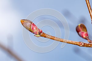 Close-up on acer platanoides Deborah. Detail branch with bud