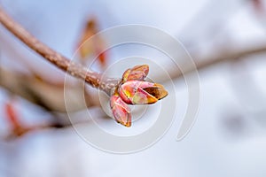 Close-up on acer platanoides Deborah. Detail branch with buds