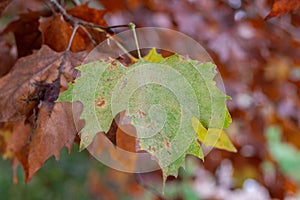 Close-up of acer pseudoplatanus leaf photo