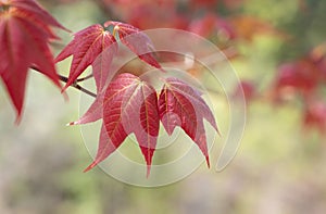 Close-up of Acer wilsonii  Rehder on blurred background. Maple leaves.