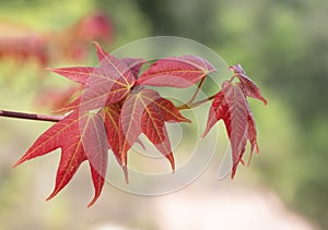 Close-up of Acer wilsonii  Rehder on blurred background. Maple leaves.