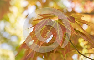 Close-up of Acer wilsonii  Rehder on blurred background. Maple leaves.