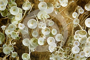 The close-up of Acetabularia algae in the Adriatic Sea