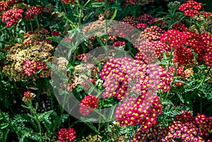 Close up of Achillea