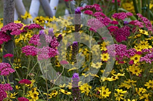 Close up of Achillea and Coreopsis in a flower border