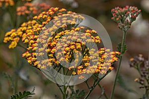 Achillea Feuerland photo