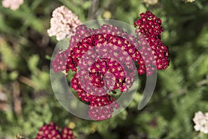 Plants: Close up of Achillea Millefolium `Red Velvet`, Yarrow flowers. 1 photo